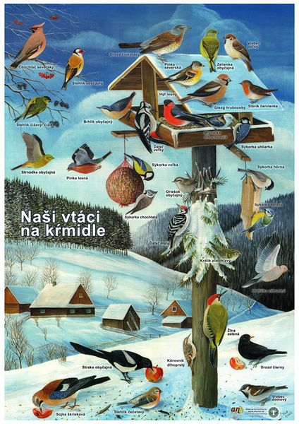 Plagát "Naši vtáci na kŕmidle" - formát A2